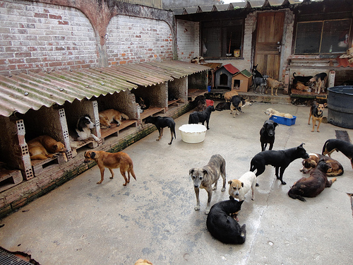 4 ONGs para adoção de animais em Curitiba – Curitiba Cult | Curitiba Cult -  Agenda cultural de Curitiba
