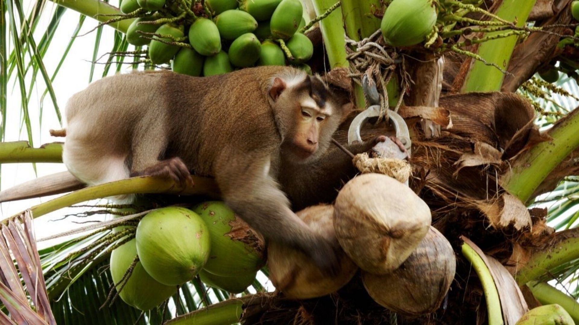 Teoria do Centésimo Macaco – Vivência em Cura
