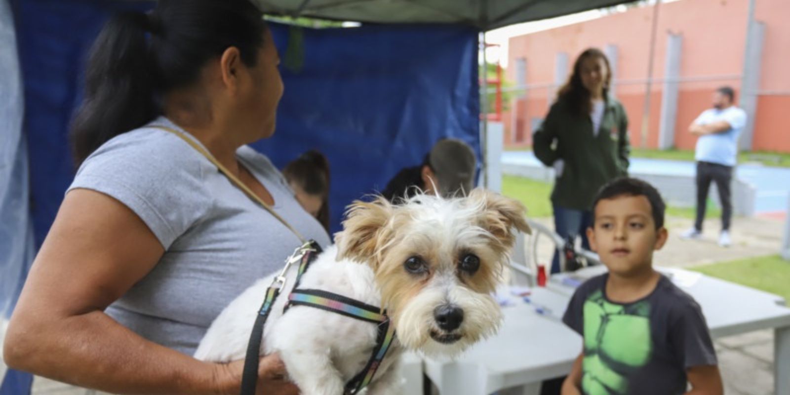 Castração de cães e gatos pela Prefeitura de Curitiba. Foto: Divulgação/SMCS.