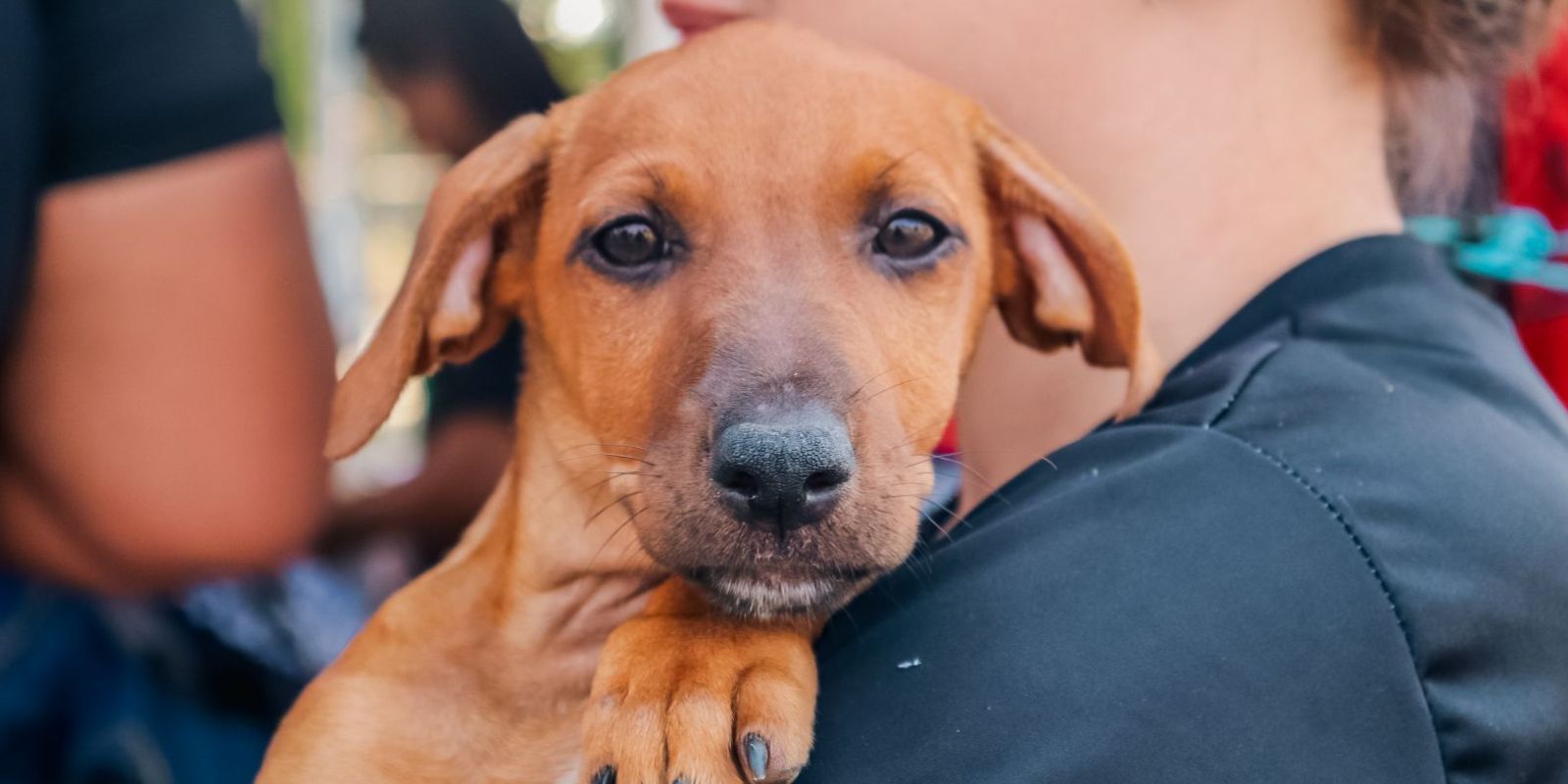 Inácio Bar faz evento em apoio à ONG de proteção animal. Foto: divulgação.