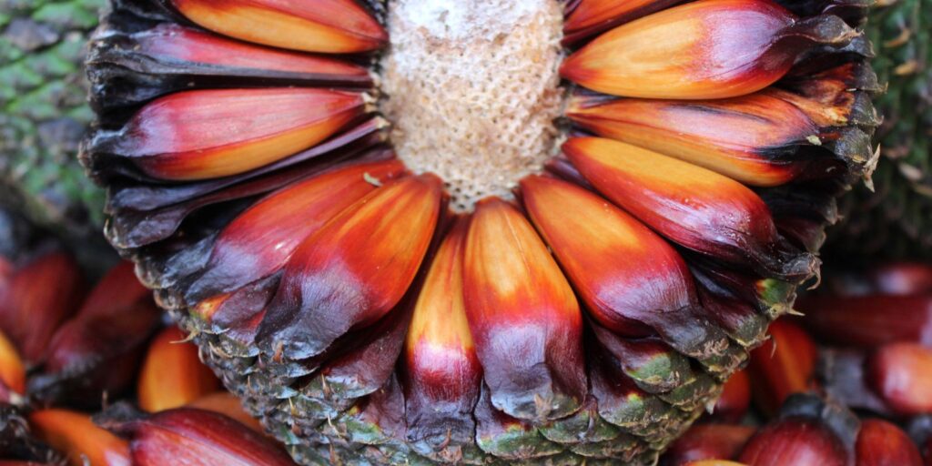 Pinhão. Foto: AEN/Divulgação.