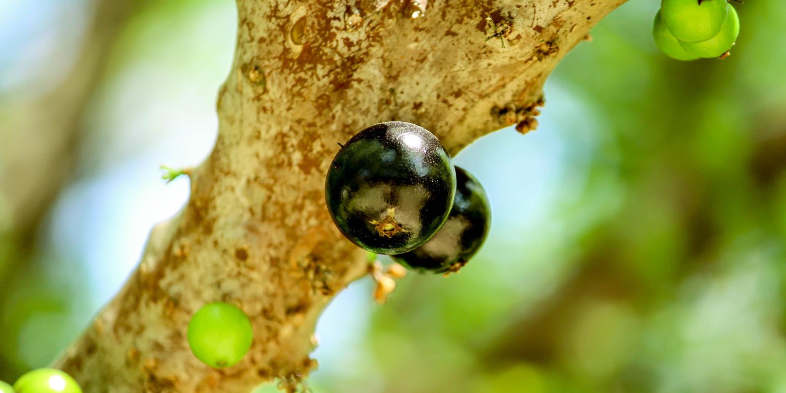 Jabuticaba. Foto: Canva.