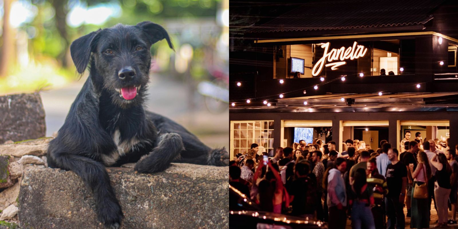 JanelAU. Foto: divulgação.