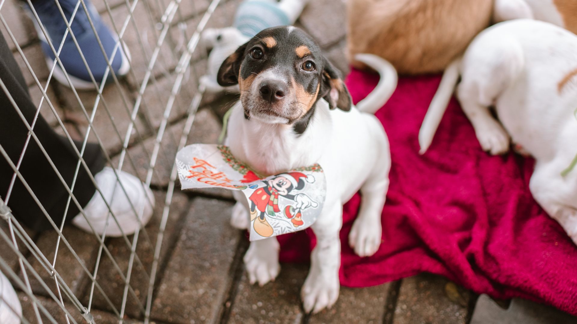 Caramelo Latte Feliz. Foto: Divulgação
