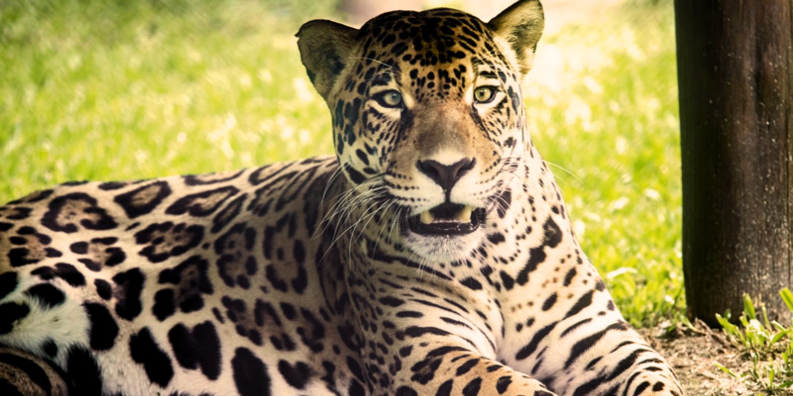 Onça-pintada Tocantins no Zoo de Curitiba. Foto: Ricardo Marajó/SECOM.