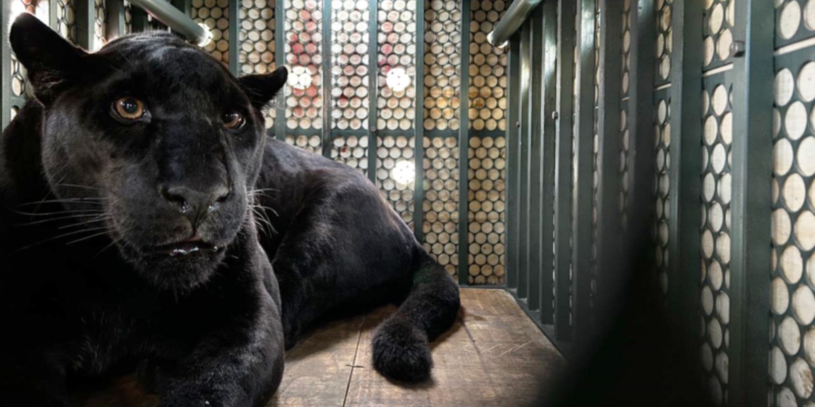 Onça-pintada melânica no Zoológico de Curitiba. Foto: Thiago Lisboa/SMCS.