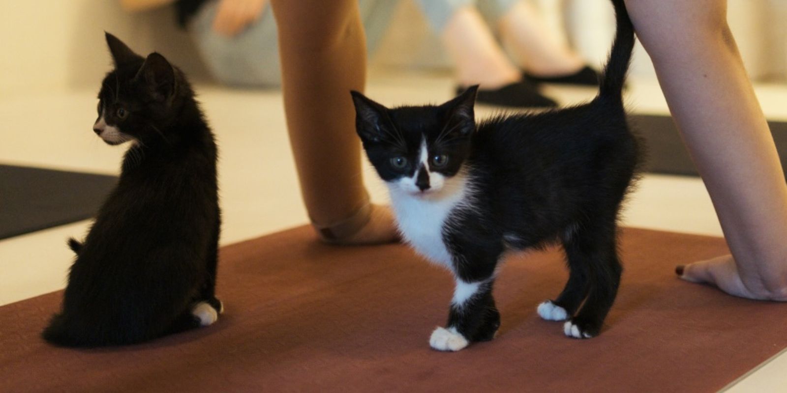 Evento YOGATO. Foto: reprodução redes sociais.