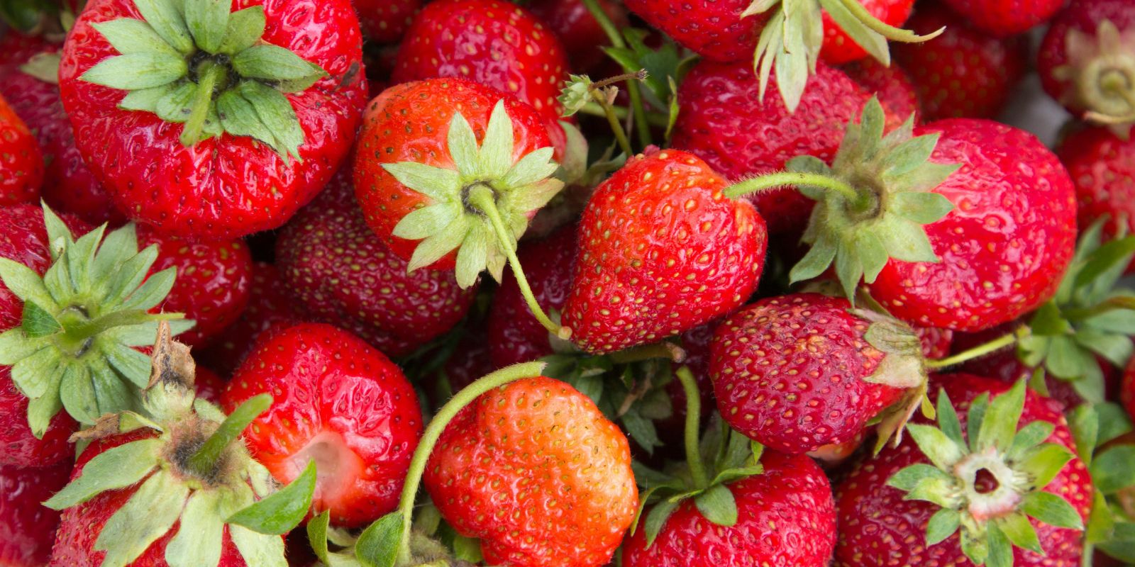 Festival do Morango em Curitiba. Foto: reprodução Canva