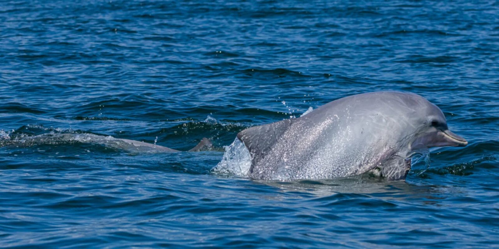 Imagem presente na mostra Oceano o mundo é um arquipélago. Foto: Gabriel Marchi