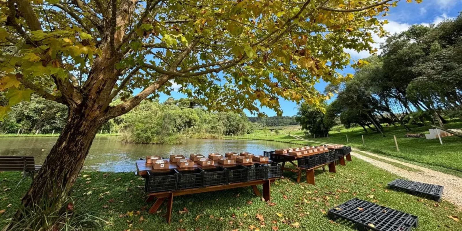 Colheita de kiwi em São Luis do Purunã. Foto: Felipe Valle