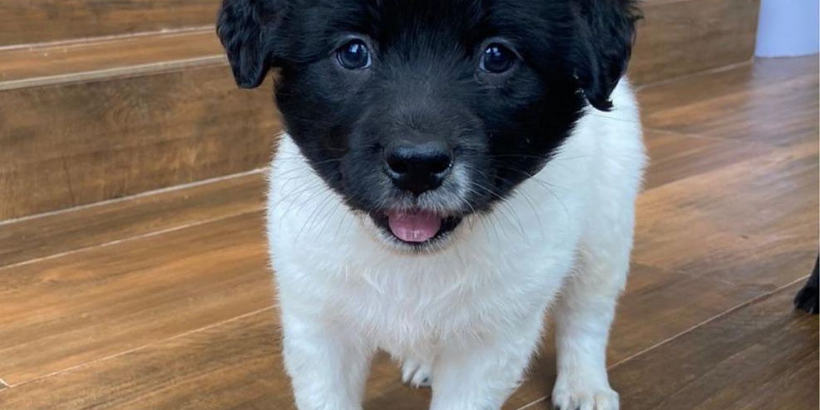 Corrida com adoção de pets no Barigui. foto: Reprodução Instagram