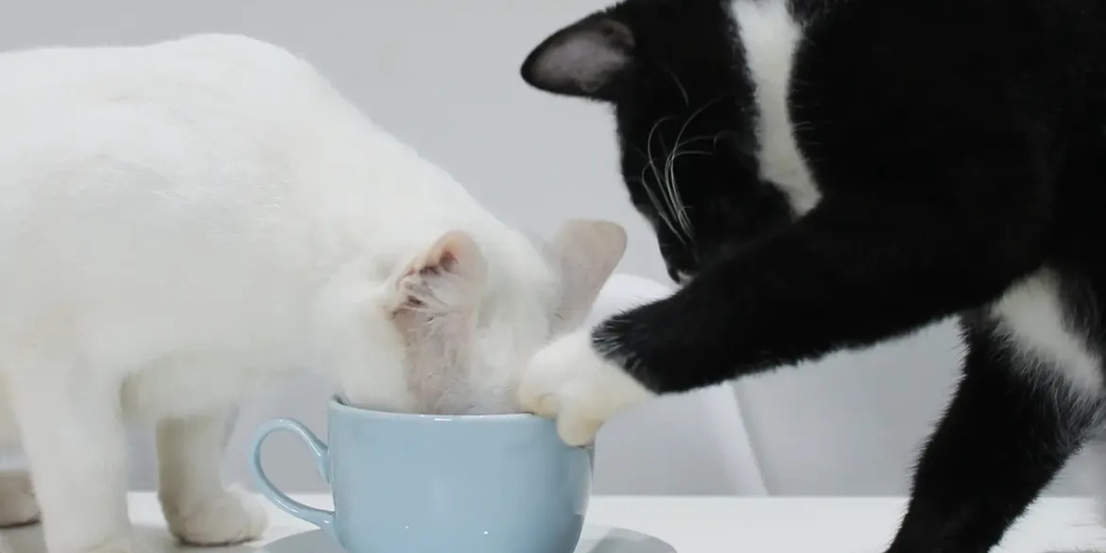 Space Cat Coffee. Foto: reprodução Instagram