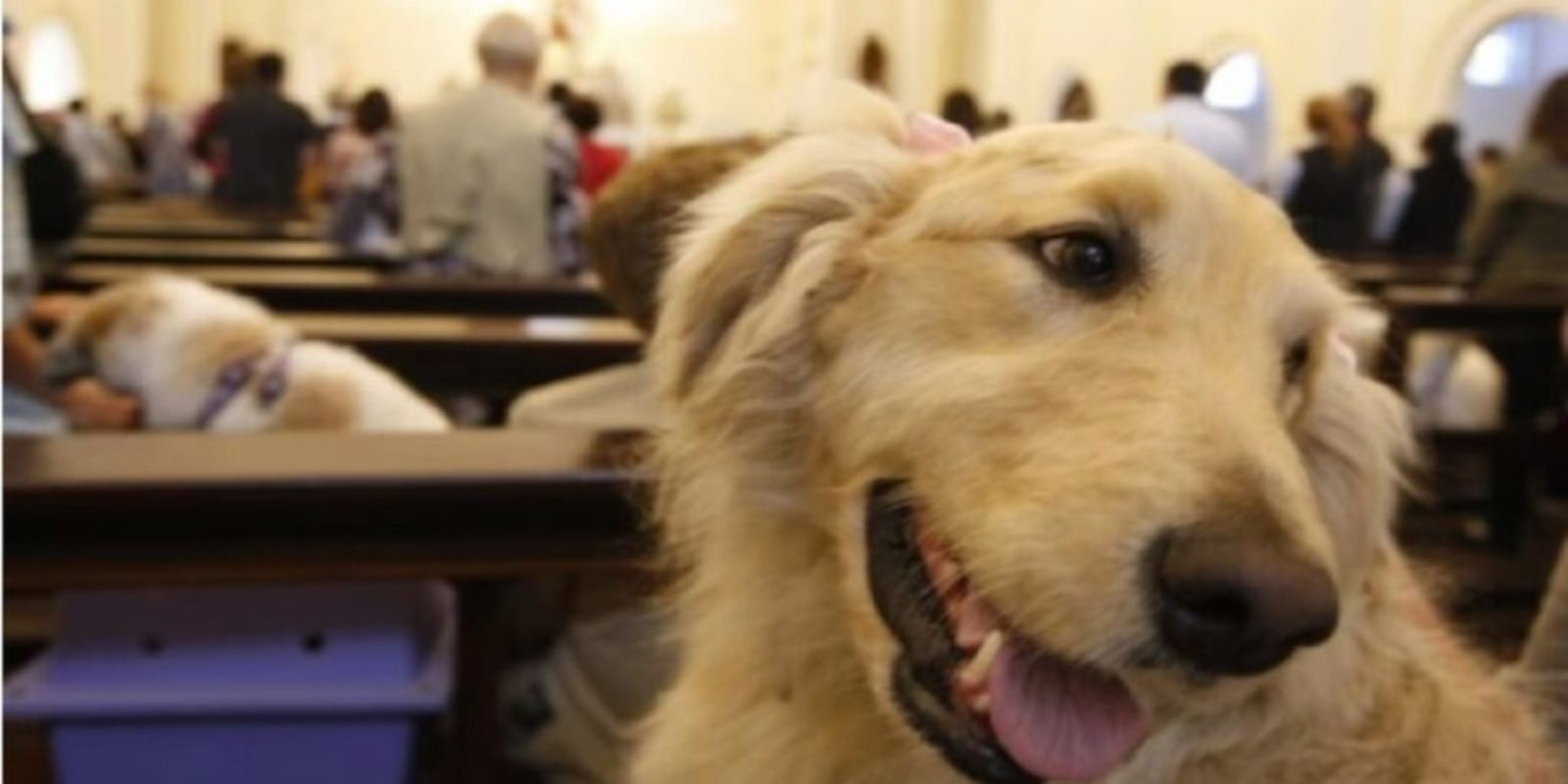 Bênção dos animais em Curitiba confira locais e horários para levar seu pet